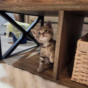 River -  Domestic Short Hair Cat for Adoption in Valdosta, Georgia - River | PetCurious
