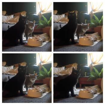 Pugsley & Wednesday -  Domestic Short Hair Cat for Adoption in Cincinnati, Ohio - Pugsley & Wednesday | PetCurious