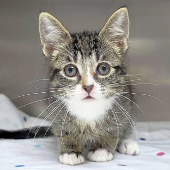 Leslie -  Domestic Short Hair Cat for Adoption in Michigan City, Indiana - Leslie | PetCurious
