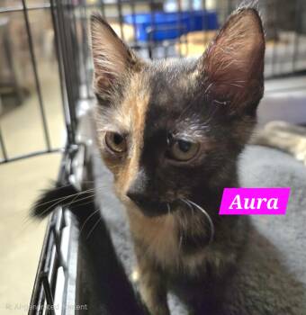 Aura -  Tortoiseshell Cat for Adoption in Buena Vista, Virginia - Aura | PetCurious