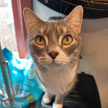 Ron Swanson -  Domestic Short Hair Cat for Adoption in Alexandria, Virginia - Ron Swanson | PetCurious