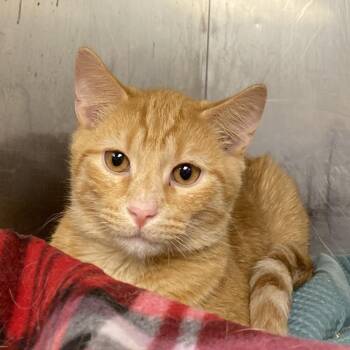 Garfield -  Domestic Short Hair Cat for Adoption in Madisonville, Kentucky - Garfield | PetCurious