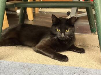 Sienna -  Domestic Short Hair Cat for Adoption in Medfield, Massachusetts - Sienna | PetCurious