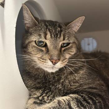 Willy -  Domestic Short Hair Cat for Adoption in South Burlington, Vermont - Willy | PetCurious
