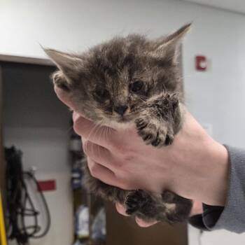 Francesca -  Domestic Medium Hair Cat for Adoption in Durango, Colorado - Francesca | PetCurious