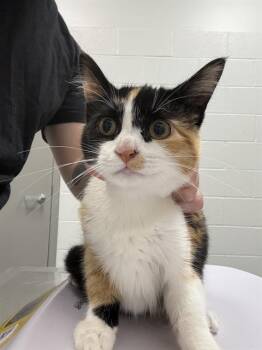 BUU -  Domestic Short Hair Cat for Adoption in Indianapolis, Indiana - BUU | PetCurious
