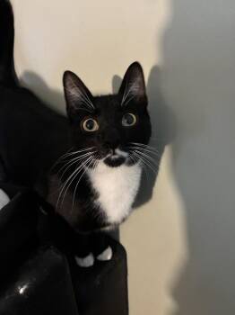 Domestic Short Hair Cats Available for Adoption - Stunner Stashe | PetCurious
