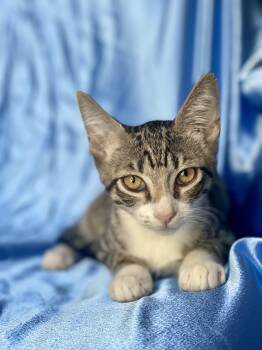 Rescue Domestic Short Hair Cats for Adoption in Rowland Heights, California - Sunny Delight | PetCurious