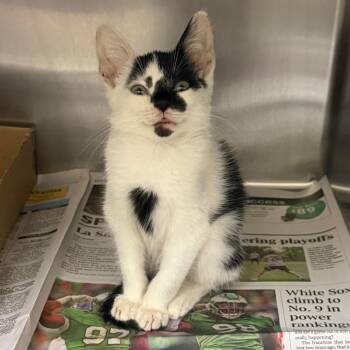 Bill -  Domestic Short Hair Cat for Adoption in Philadelphia, Pennsylvania - Bill | PetCurious