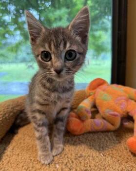 Jason VorCheese -  Domestic Short Hair Cat for Adoption in Midland, Virginia - Jason VorCheese | PetCurious