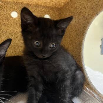 Chocolate Chip -  Domestic Short Hair Cat for Adoption in Pasadena, California - Chocolate Chip | PetCurious