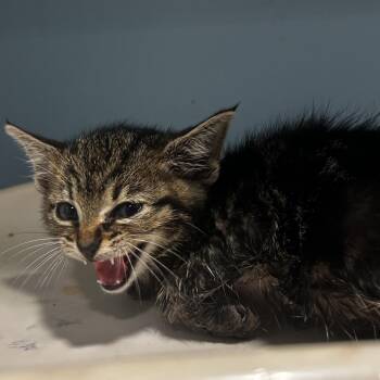 Polyester -  Domestic Short Hair Cat for Adoption in Chattanooga, Tennessee - Polyester | PetCurious
