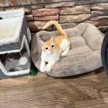 Domestic Short Hair Cats Available for Adoption in Port Neches, Texas - Malina | PetCurious