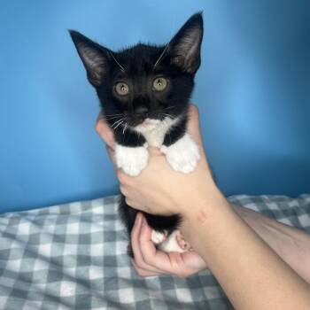 Domestic Short Hair Cats Available for Adoption - Sneezy | PetCurious