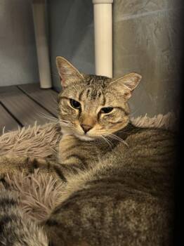 Domestic Short Hair Cats Available for Adoption in Moriarty, New Mexico - Agave | PetCurious