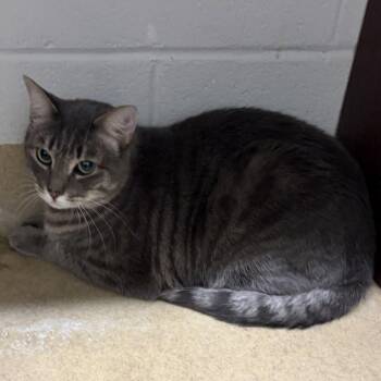 Domestic Short Hair Cats Available for Adoption in Derwood, Maryland - TERABYTE | PetCurious