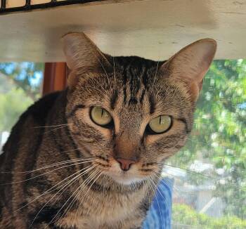 Xena, the Warrior Princess -  Tabby Cat for Adoption in San Diego, California - Xena, The Warrior Princess | PetCurious
