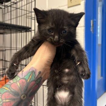 Domestic Short Hair Cats Available for Adoption in Huntsville, Alabama - Twinkle | PetCurious