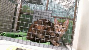 MELLOW -  Domestic Short Hair Cat for Adoption in Houston, Texas - MELLOW | PetCurious