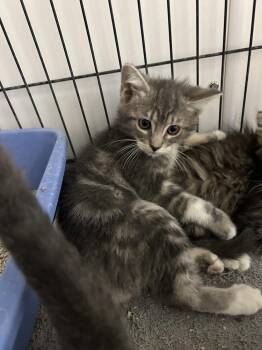 Domestic Long Hair Cats Available for Adoption in Ontario, California - Rowan | PetCurious