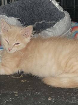 James 9680 -  Domestic Medium Hair Cat for Adoption in Locust Grove, Virginia - James 9680 | PetCurious