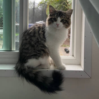Rescue Domestic Medium Hair Cats for Adoption in Westminster, California - Burger | PetCurious
