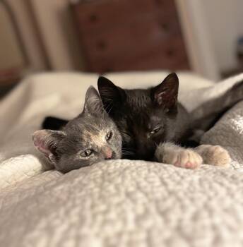 Rescue Domestic Short Hair Cats for Adoption in Philadelphia, Pennsylvania - Crybaby Rose & Pippy Hall (CH) | PetCurious