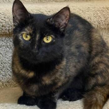 Cinderella -  Domestic Short Hair Cat for Adoption in Washougal, Washington - Cinderella | PetCurious