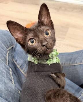 Veronica -  Domestic Short Hair Cat for Adoption in Westlake Village, California - Veronica | PetCurious