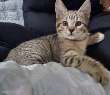 Rescue Domestic Short Hair Cats for Adoption in Salisbury, North Carolina - Butter | PetCurious