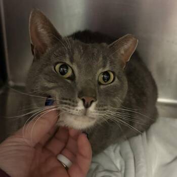 Domestic Short Hair Cats Available for Adoption - Bonita | PetCurious