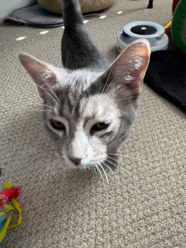 Sable -  Tabby Cat for Adoption in Ottawa, Ontario - Sable | PetCurious