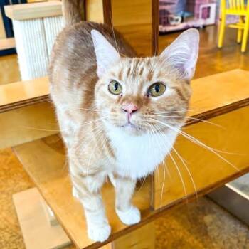 Oliver -  Domestic Short Hair Cat for Adoption in Webster Groves, Missouri - Oliver | PetCurious