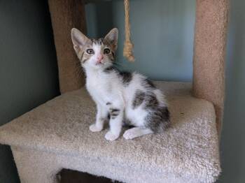 Rescue Tabby Cats for Adoption in San Juan Capistrano, California - Willow | PetCurious