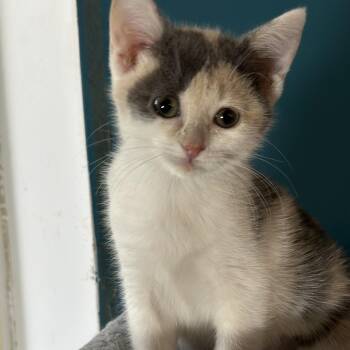 Domestic Short Hair Cats Available for Adoption in Eaton Rapids, Michigan - Maisy Daisy 55950 | PetCurious