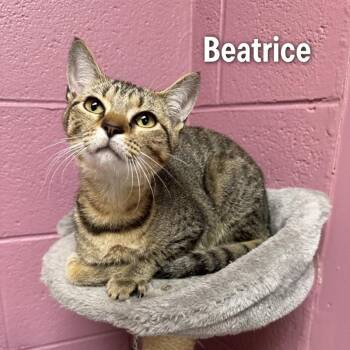 Beatrice -  American Shorthair Cat for Adoption in Oak Ridge, Tennessee - Beatrice | PetCurious