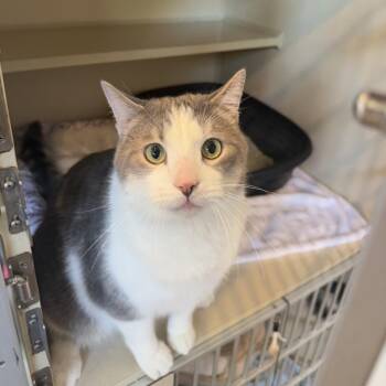 Geez -  Domestic Short Hair Cat for Adoption in Louisville, Kentucky - Geez | PetCurious