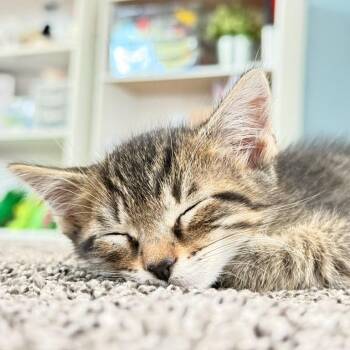Robert -  Domestic Short Hair Cat for Adoption in Pasadena, California - Robert | PetCurious