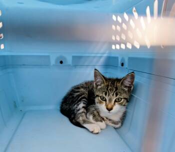 Scout -  Domestic Short Hair Cat for Adoption in Lucknow, Ontario - Scout | PetCurious
