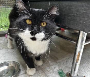 Conductor -  Domestic Short Hair Cat for Adoption in Maple Ridge, British Columbia - Conductor | PetCurious