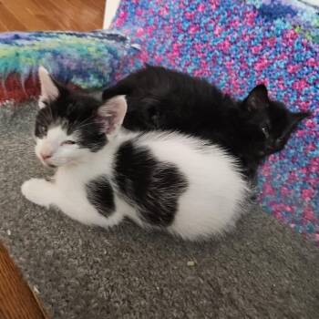 Vampire -  Domestic Short Hair Cat for Adoption in Columbia, Missouri - Vampire | PetCurious
