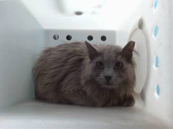Domestic Long Hair and Domestic Short Hair Cats Available for Adoption in Albuquerque, New Mexico - OROJOS | PetCurious