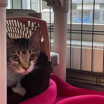 Domestic Short Hair Cats Available for Adoption in Attleboro, Massachusetts - Jingle | PetCurious