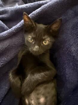 MCDONALDS SPRITE -  Domestic Short Hair Cat for Adoption in Burbank, California - MCDONALDS SPRITE | PetCurious