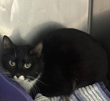 Domestic Short Hair Cats Available for Adoption in Killeen, Texas - TWINKLE TOES | PetCurious