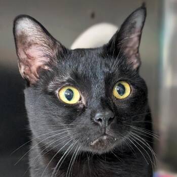 Domestic Short Hair Cats Available for Adoption - Dirk | PetCurious