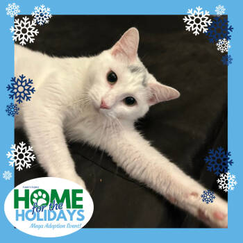 Rescue Domestic Short Hair Cats for Adoption in Cincinnati, Ohio - Chi Chi | PetCurious