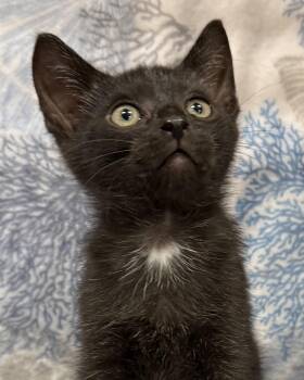 American Shorthair Cats Available for Adoption in Marvin, North Carolina - Abbott | PetCurious