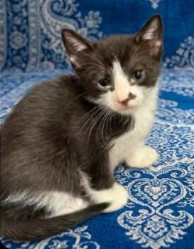 Domestic Short Hair Cats Available for Adoption in Jacksonville, Florida - SONNY | PetCurious