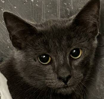 Rescue Domestic Short Hair Cats for Adoption in Spartanburg, South Carolina - Liam | PetCurious